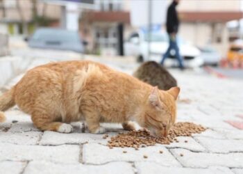 Kedi ve Köpek Mamalarına Harcanan Para Patladı: Sektör 11 Yılda 33 Kat Büyüdü