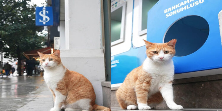 BankaMatik Sorumlusu Kedi