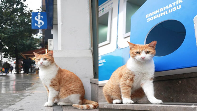 BankaMatik Sorumlusu Kedi